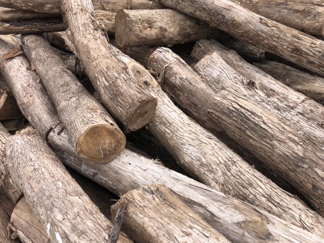 墨西哥黄花梨原木料 黄金檀板材 虎斑檀 破布木可零售