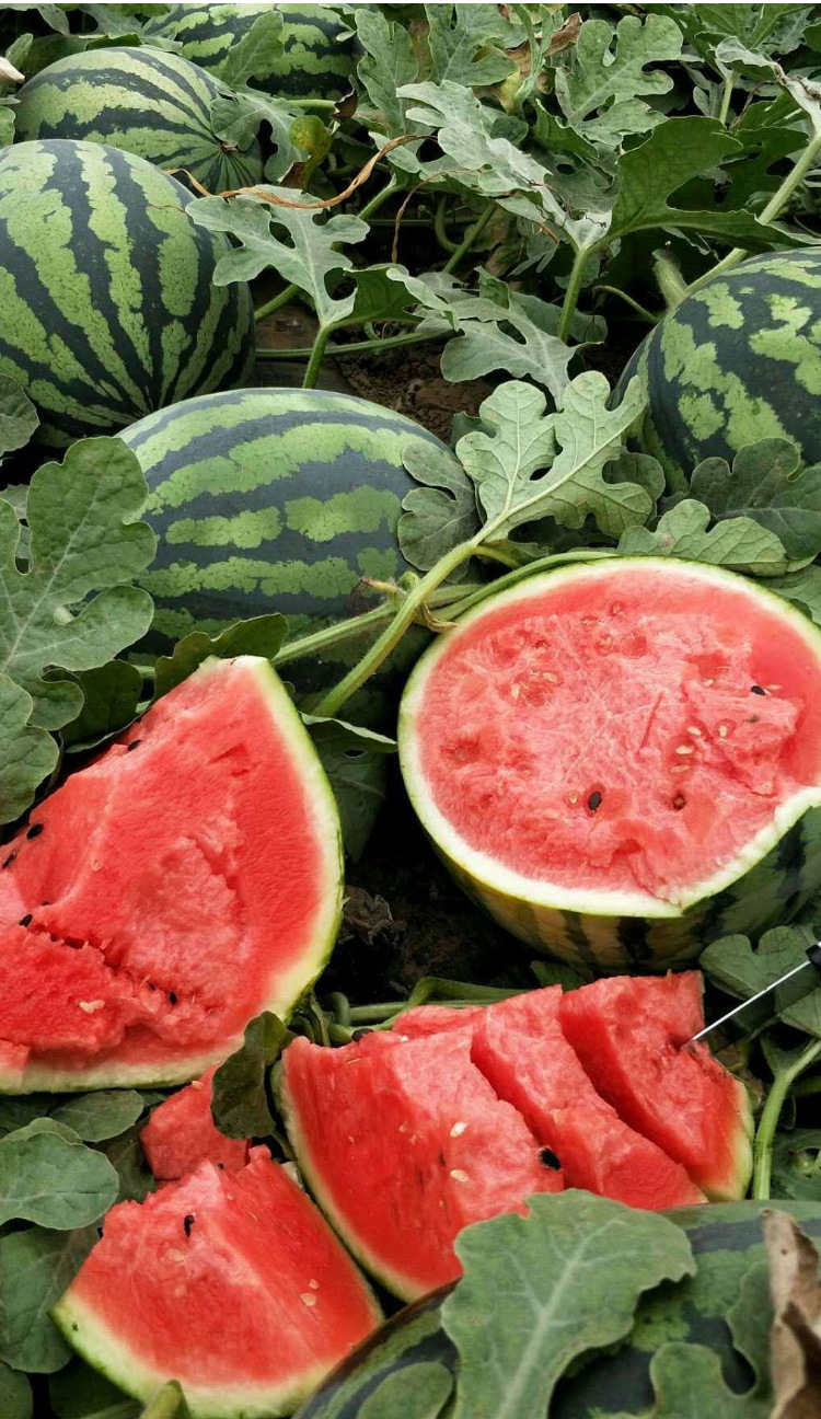 超甜特大高产红瓤水果大西瓜种籽甜王西瓜种子苗春四季懒汉蔬菜籽