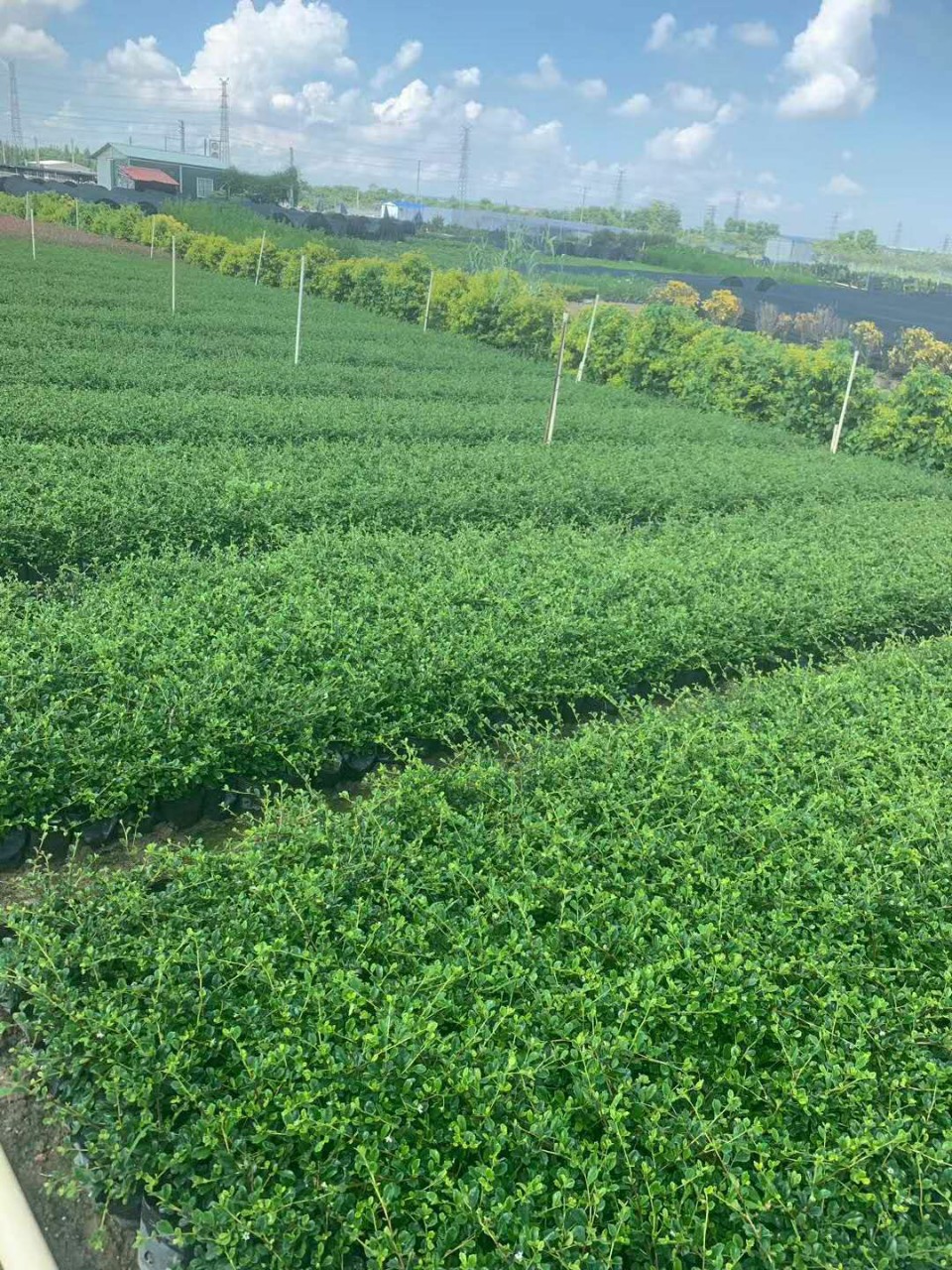 盆栽福建茶1年地被树苗,多种规格,数量充足,绿化工程花苗