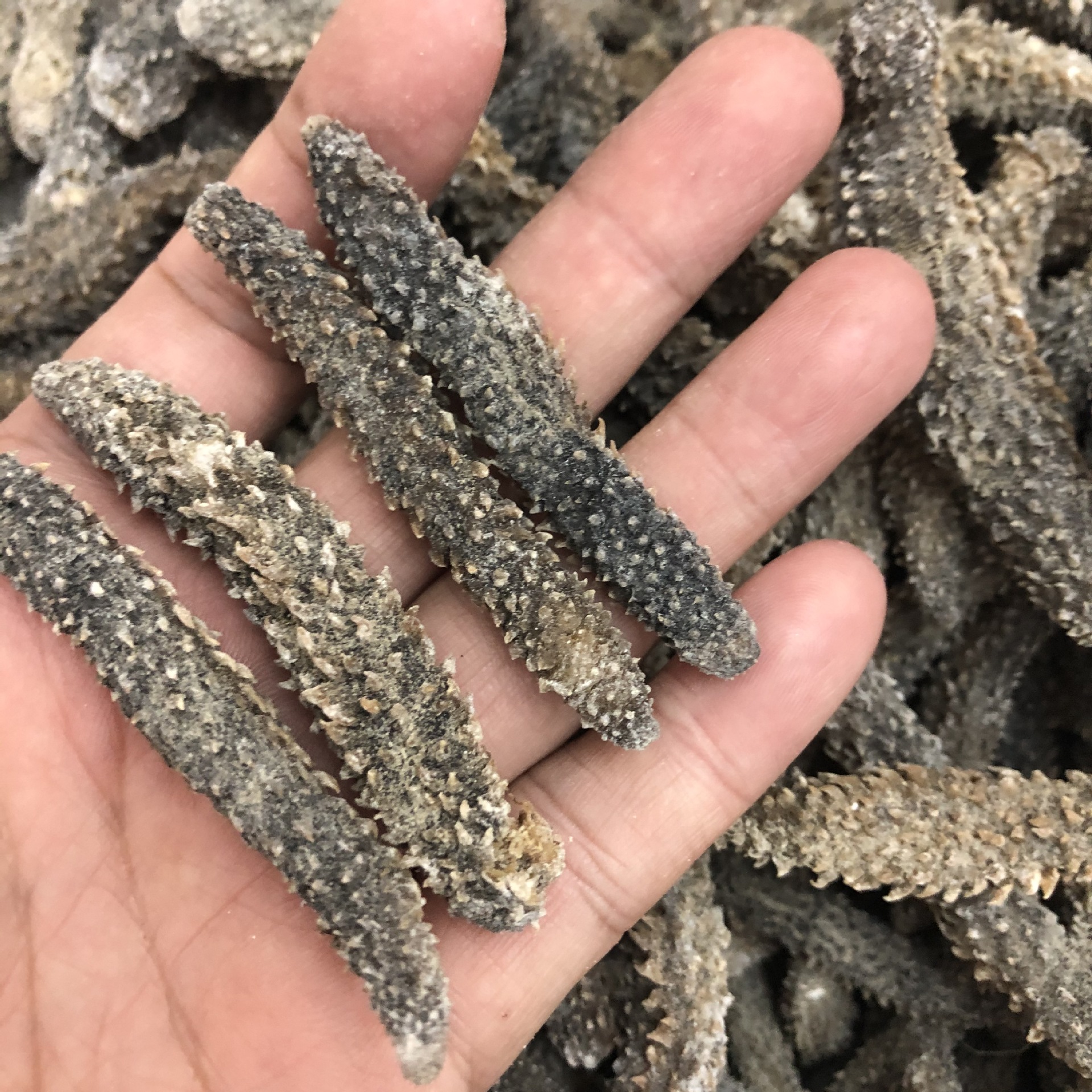 批发渠道天然深海野生小白刺参 印尼白刺参 淡干海参干货