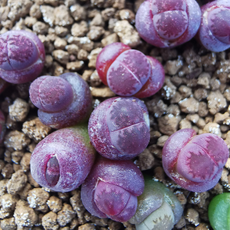 多肉植物 紫李夫人生石花pp石头花番杏绿植办公室阳台迷你小盆栽
