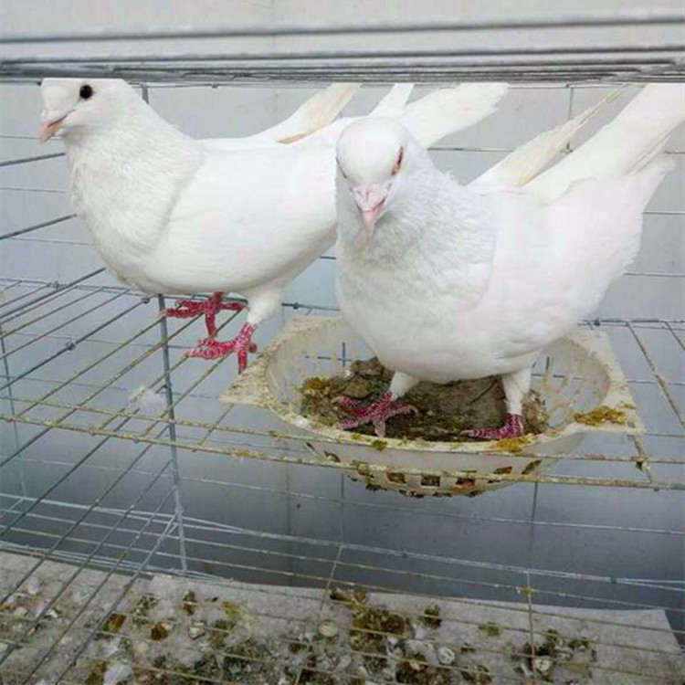 衡水白羽王种鸽大型繁育生态基地 景区用的广场鸽出售 乳鸽批发