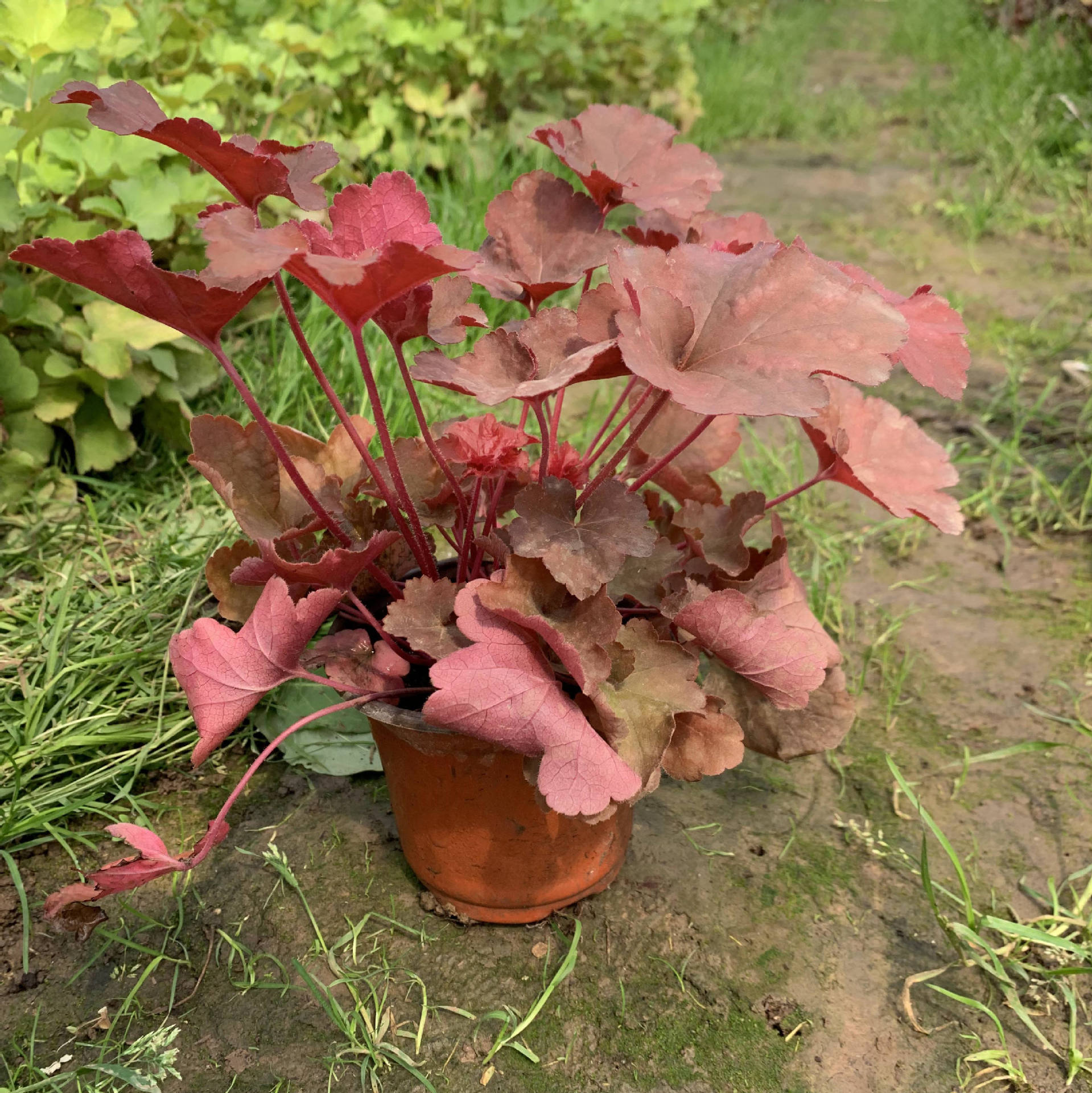 130双色盆矾根营养钵基地 多个品种的矾根批发 紫红色矾根穴盘苗