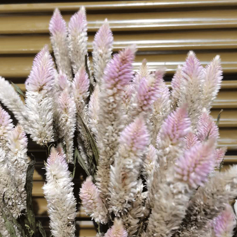 凤尾花干花多头凤尾花居家吊顶摆设装饰干花批发装饰配花配草干花