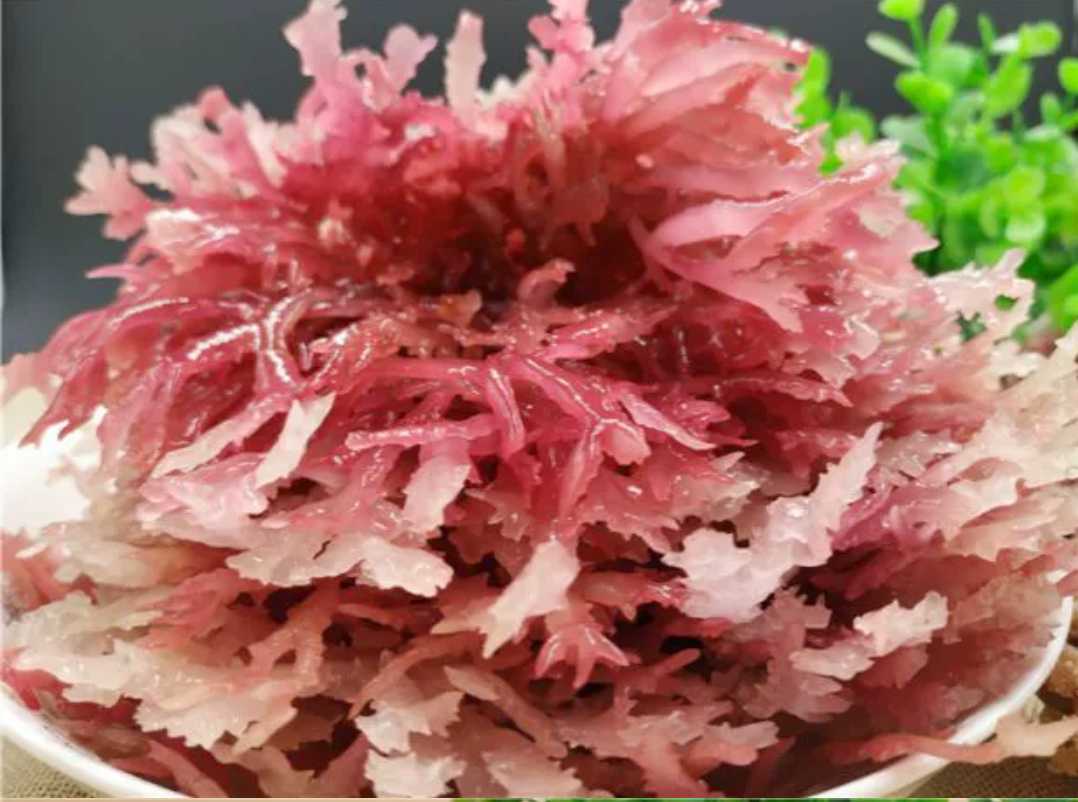 红石花菜500g麒麟菜血珊瑚草海燕窝海石花鹿角菜龙须海藻海冻菜干