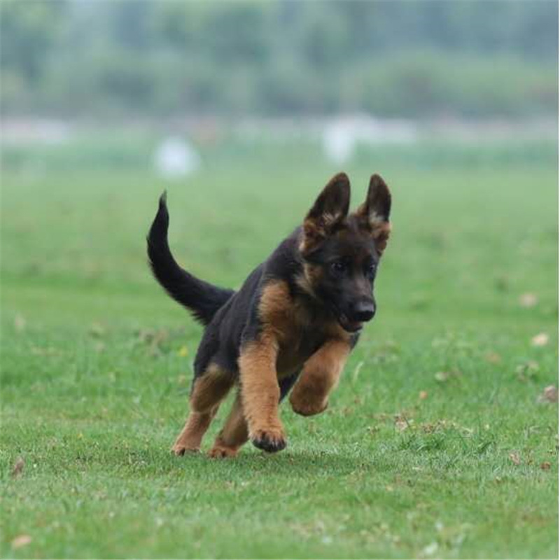 纯种赛级德国牧羊犬活体狼犬幼崽锤系德牧黑背犬弓背德牧赛系幼犬