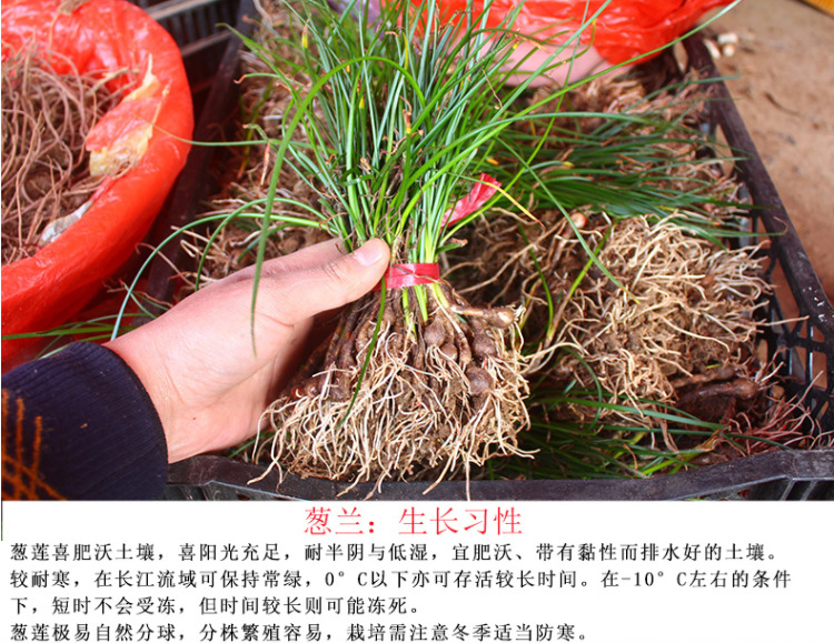 葱兰球根 葱兰花卉 地被植物 宿根花卉 很迷你 很漂亮 苗圃直销