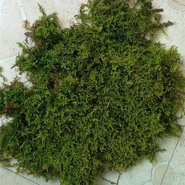 灰藓 鲜活盆景绿植铺面多形大灰藓 保湿装饰草皮苔藓植物批发