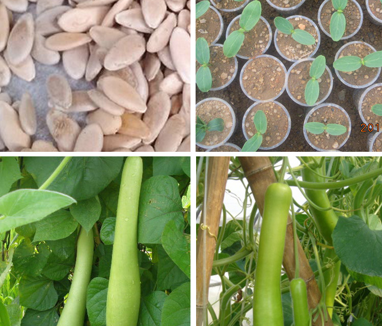 嫩厚肉长瓠子种子 嫩蒲瓜种子 葫芦瓜 圆瓠子 蔬菜瓜果种子批发