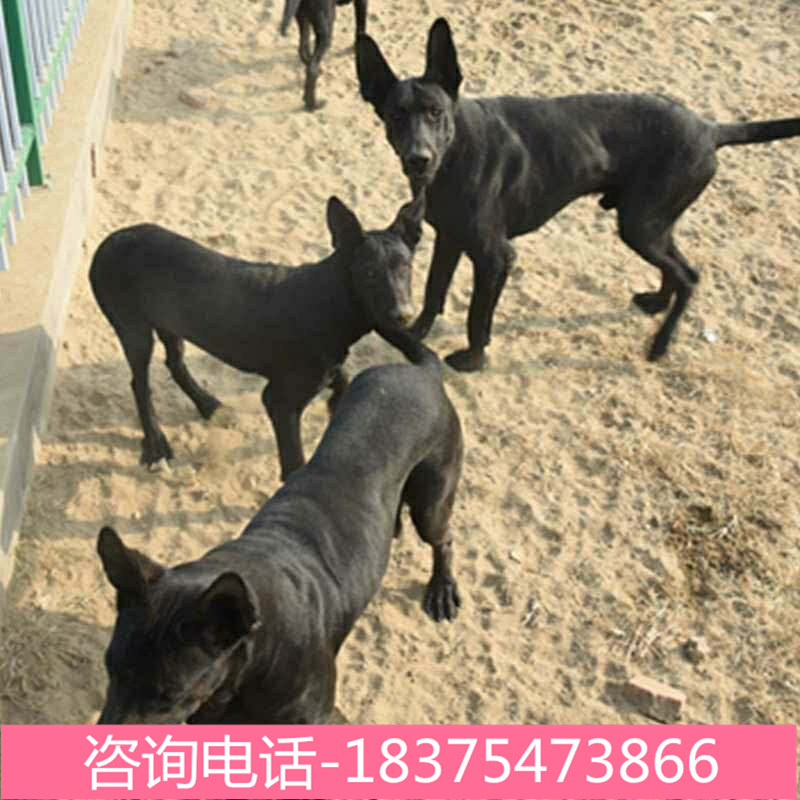基地养殖纯种黑狼犬中华黑狼犬看家狼狗德牧犬莱州红犬看家护院犬