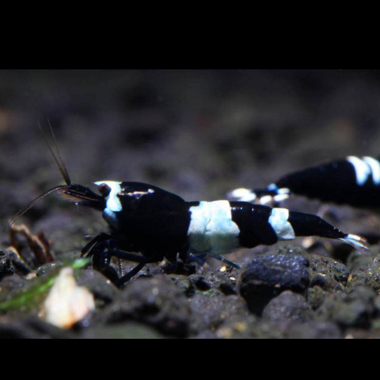 水族宠物黑金刚水晶虾活体草缸清洁虾除藻淡水观赏工具虾成体批发