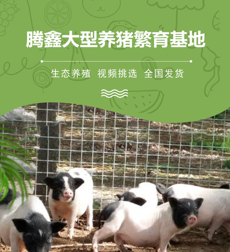 巴马香猪供应萌宠小香猪种猪