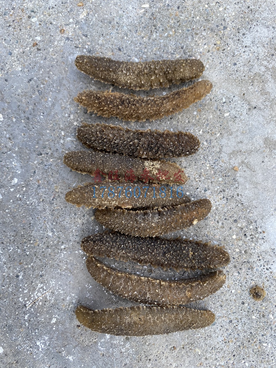 去皮沙秃参刺参秃参明秃参越南沙参沙刺参白刺参干货产地刺秃海参