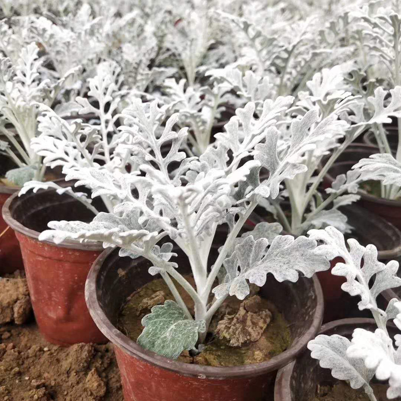 供应地被植物银叶菊 雪叶菊 花卉苗 新鲜银叶菊 基地批发可混批