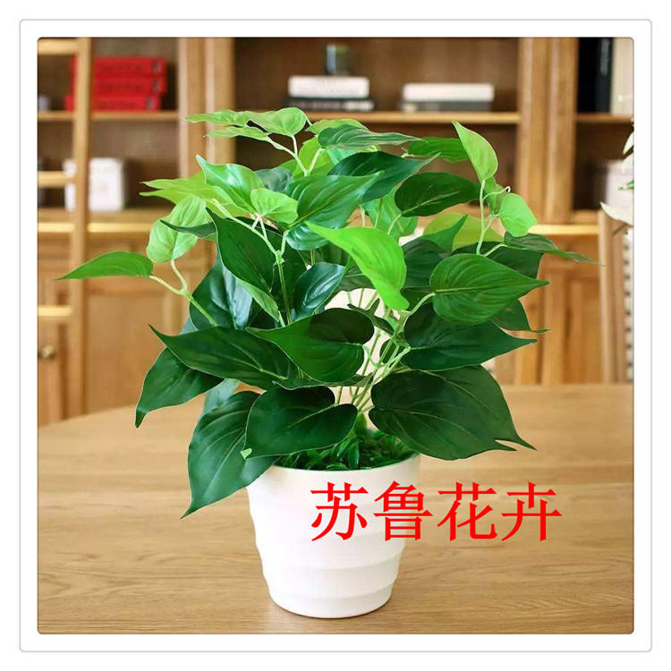 【苏鲁花卉】绿萝 室内家居桌面盆栽 水培植物