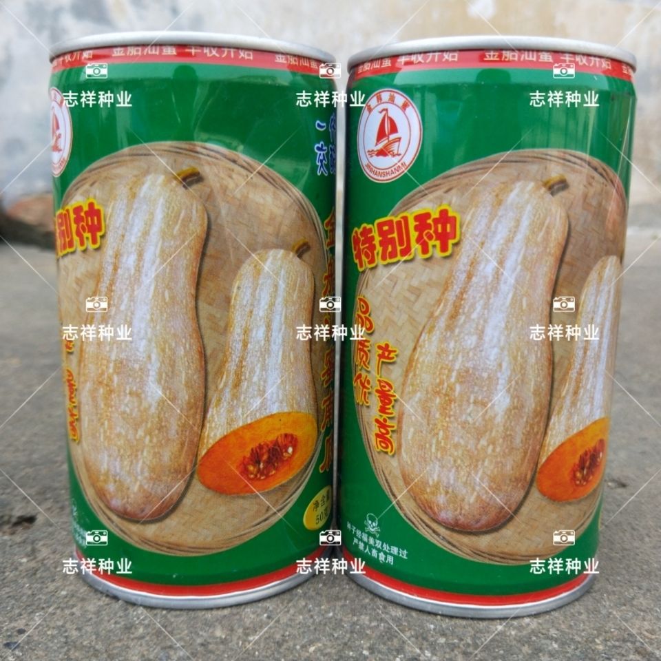 金船汕密南瓜种特别种 棒槌型南瓜种子 肉橙红色味甜耐贮运50克