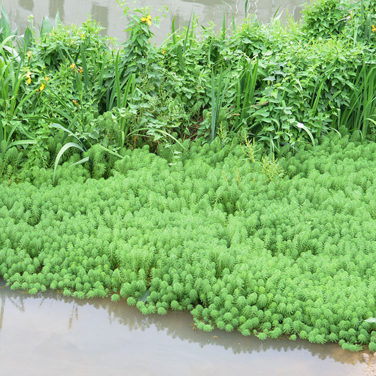 浮水植物粉绿狐尾藻金鱼藻聚草湿地生态浮岛河道净化水质水生植物
