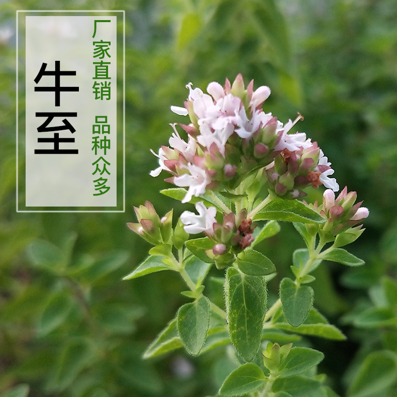牛至耐寒多品种可选希腊牛至甜牛至红花牛至盆栽牛至克拉香草