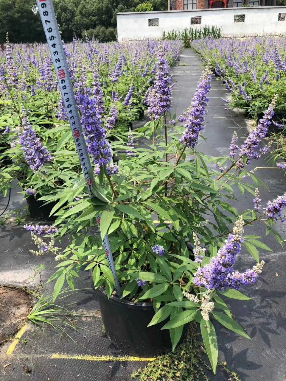 208基地批发 供应 穗花牡荆 0.5-1.5米高盆栽 袋苗 庭院 花镜