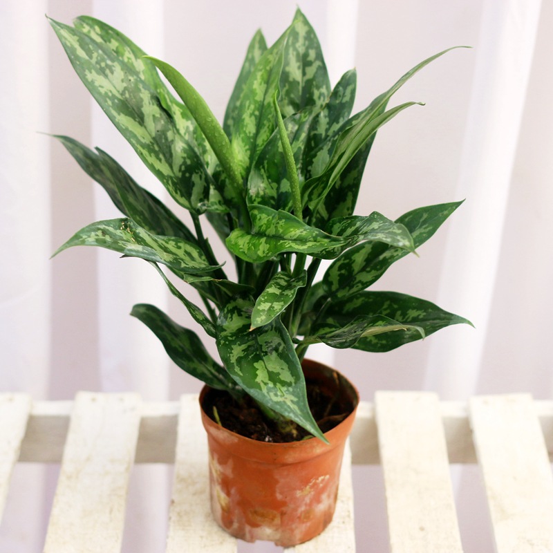 万年青黑美人盆栽室内水养水培植物四季常青花卉客厅吸除甲醛绿植