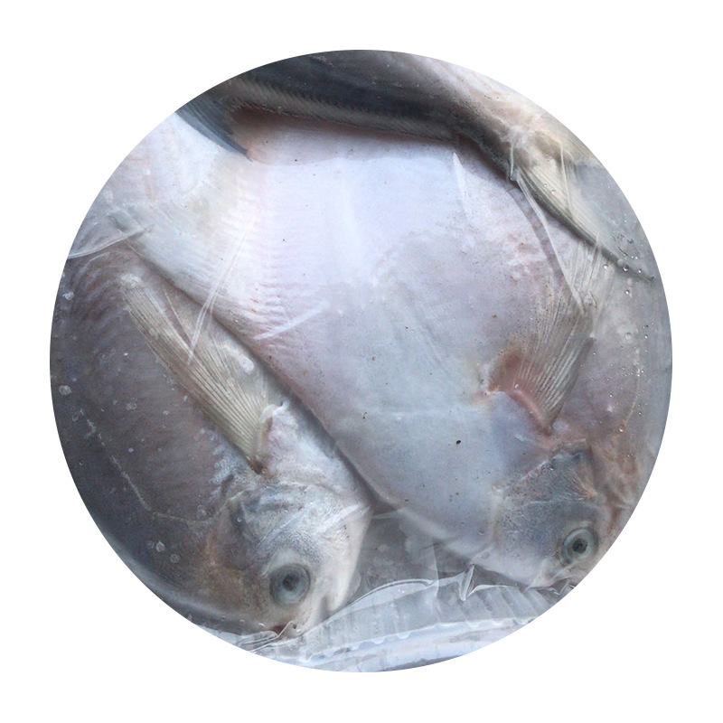 四海水产银鲳鱼新鲜速冻个大肉肥肉质鲜美银鲳鱼刺少肉多营养丰富