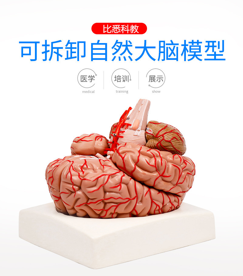 人体大脑模型医用 脑结构模型 脑动脉脑血管模型人体大脑解刨模型