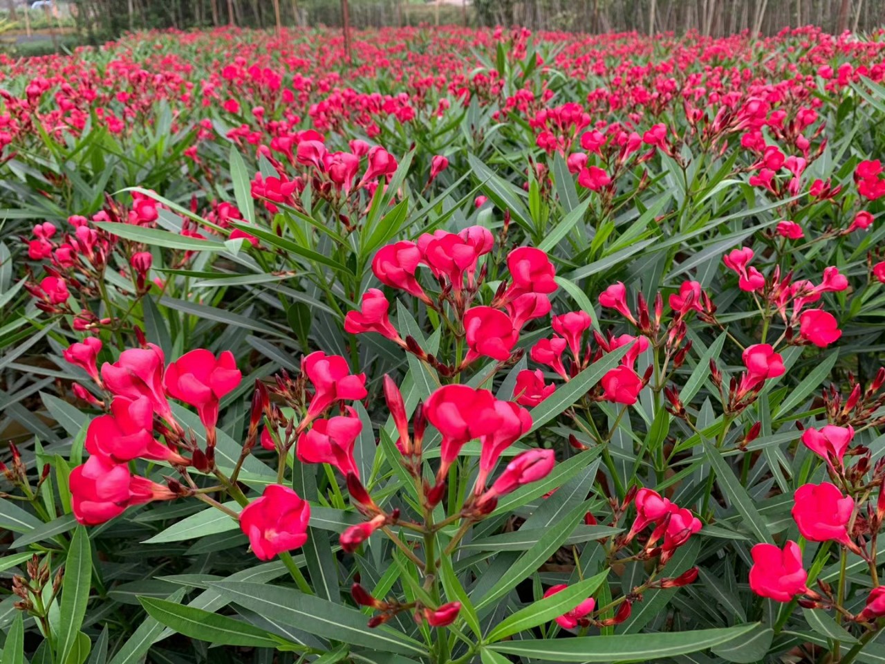 红色夹竹桃-红色夹竹桃厂家,品牌,图片,热帖-阿里巴巴