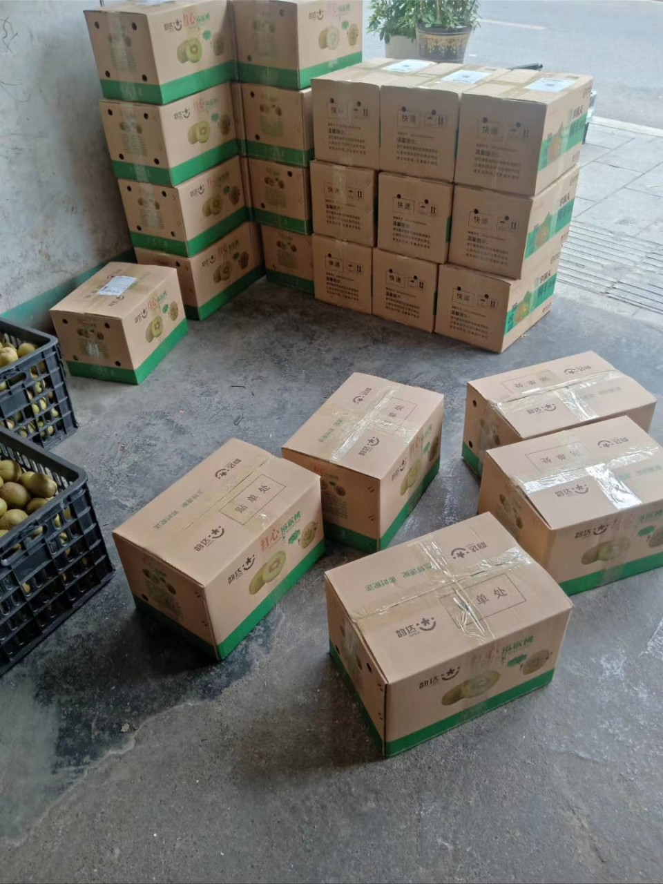 批发湖南湘西凤凰农家红心猕猴桃