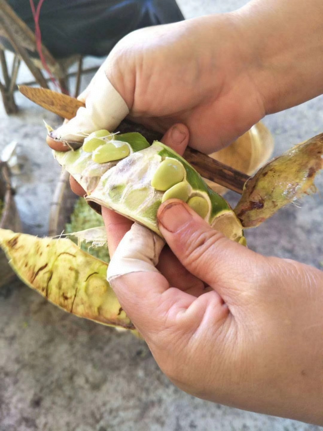 云南梁河单荚皂角米 薄片手剥晒干雪莲子500克一件代发