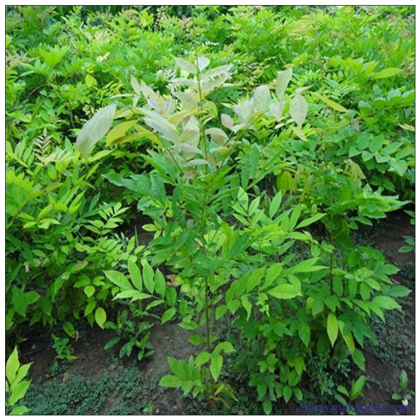 基地销售紫藤树苗 棚架走廊用紫藤苗 紫藤苗的价格