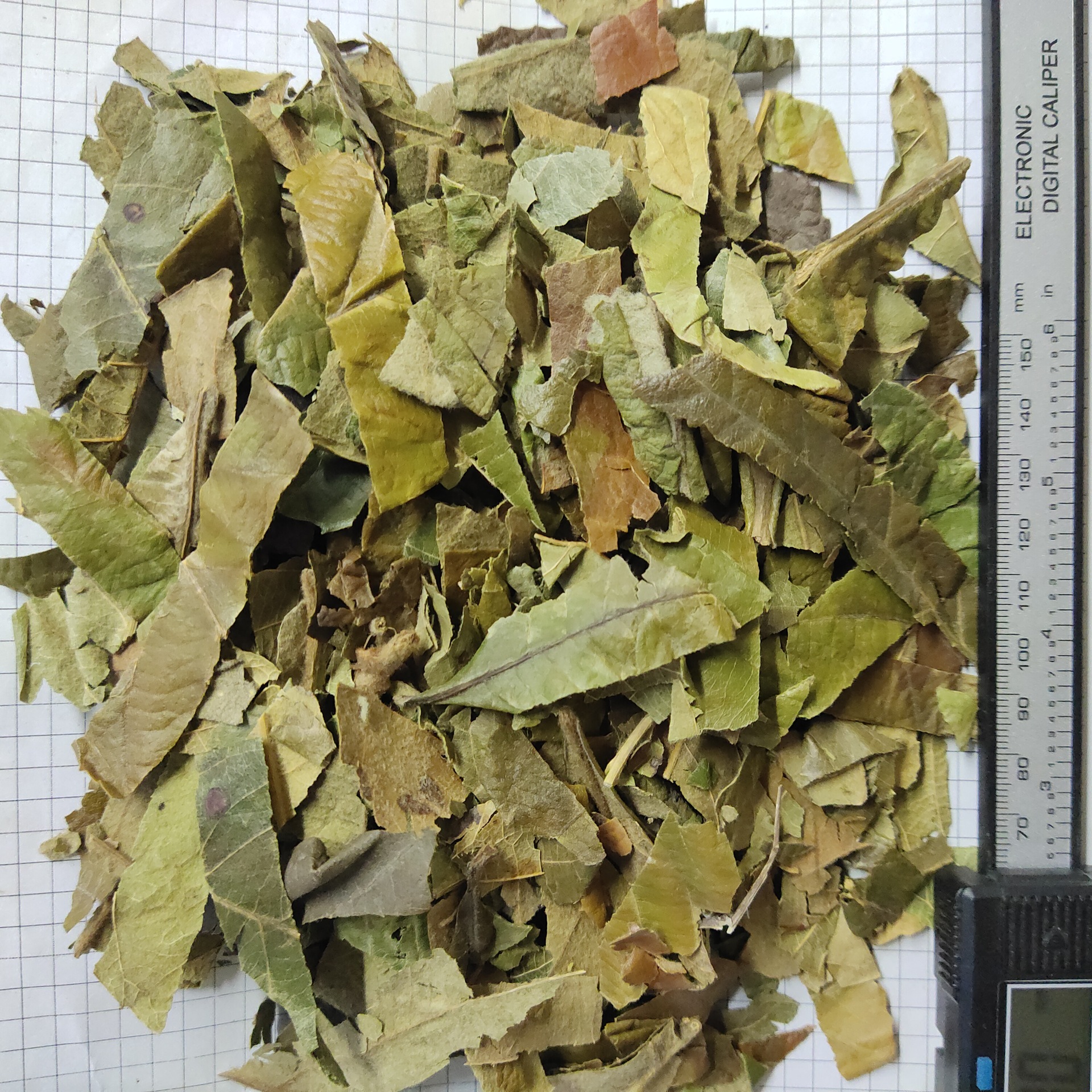 枇杷叶pipaye产地福建莆田 3月产新 10元每公斤包邮 琵琶叶新货