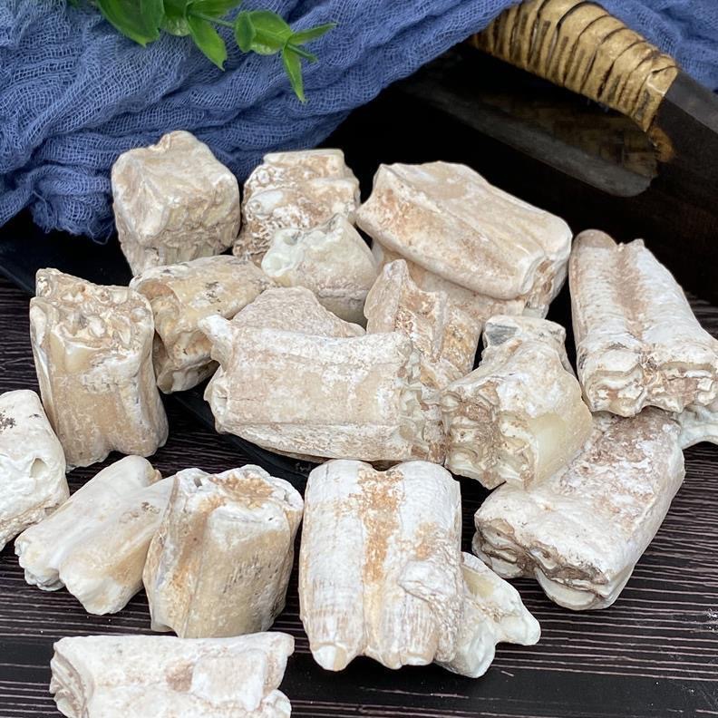 龙齿longchi产地陕西6月产新380元每公斤包邮白龙齿