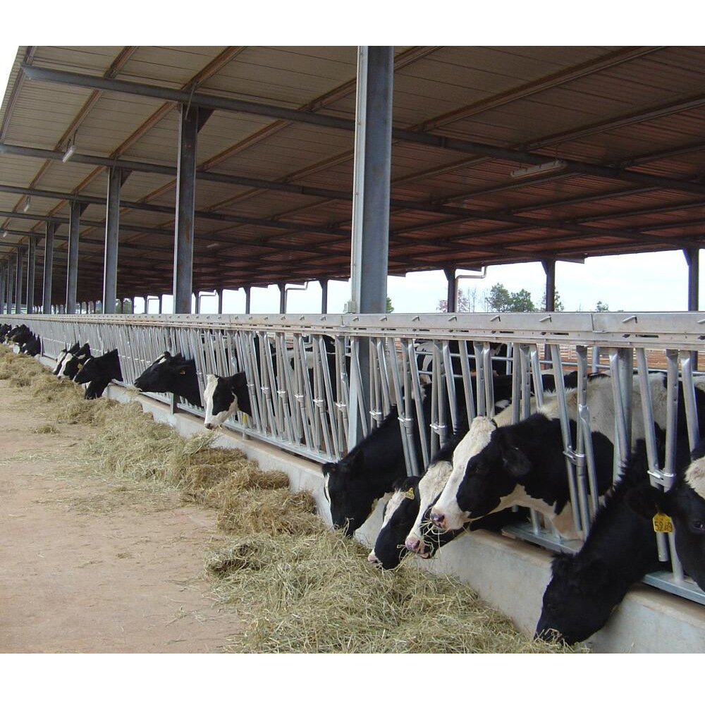 批发定制预制马棚/牛棚/鸡舍 钢结构