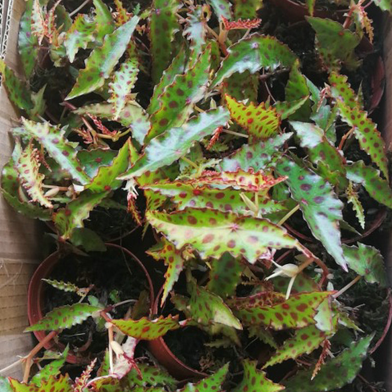 90#秋刀鱼海棠铁十字虎斑观叶海棠 室内观叶植物盆栽绿植花卉