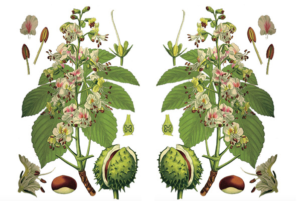 娑罗果提取物10:1 娑罗果原料粉现货包邮 horse chestnut extract