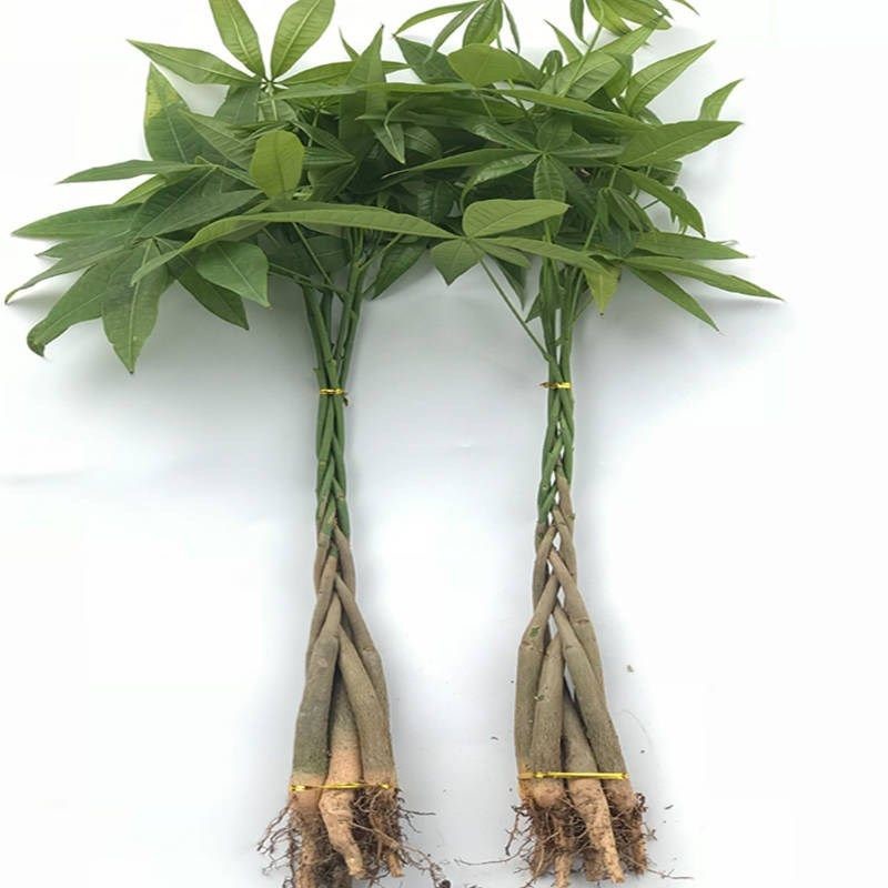 发财树苗不带盆发财树苗 发财树盆栽 辫子发财树 室内花卉绿植