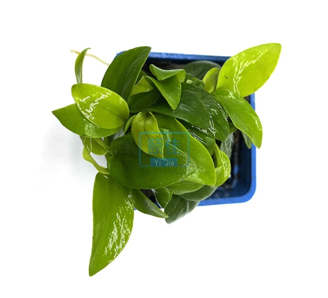 黄金榕水榕水草活体批发鱼缸造景真水草水族箱观赏装饰阴性好养