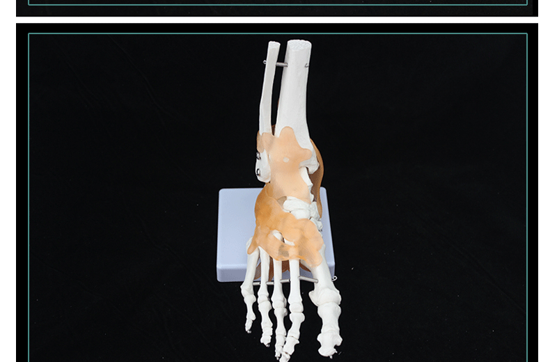脚关节医用模型