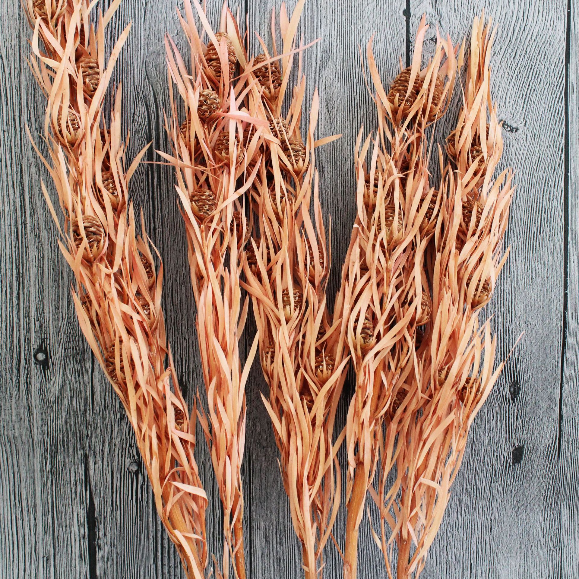 永生珍珠木百合 永生花不凋花自然植物拍照道具装饰插花家居装饰