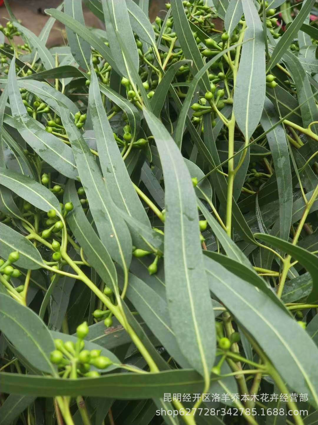 小米果小米果叶云南昆明斗南鲜花批发基地直发直批山货花店婚庆花