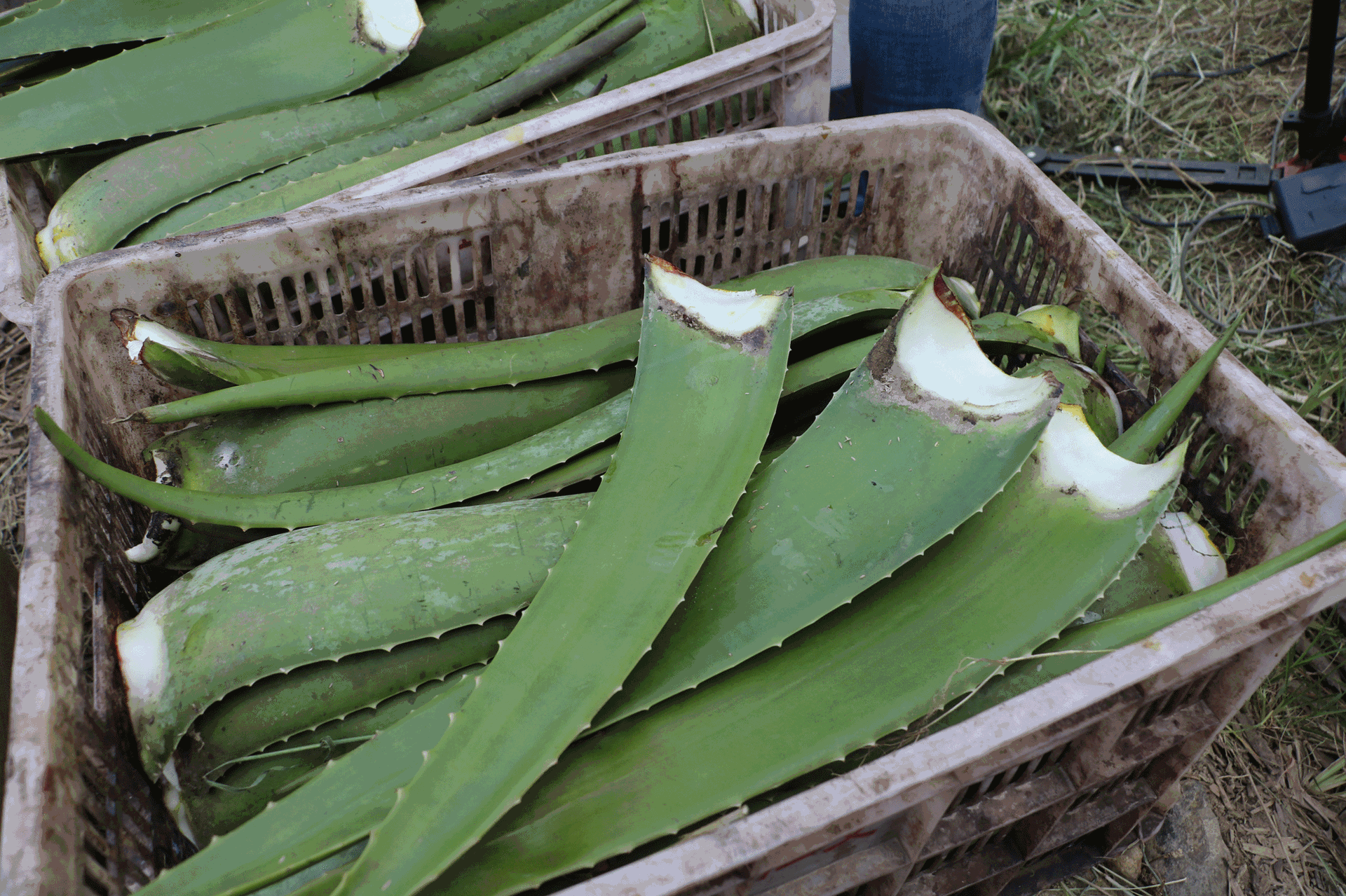 生活中的一些芦荟小技巧,速来学习 黄家荟