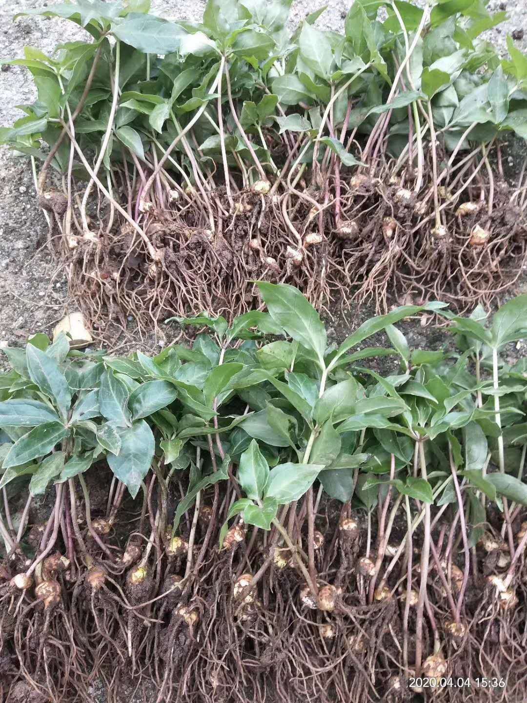 重楼种苗七叶一枝花独脚莲种苗重楼种苗华重楼