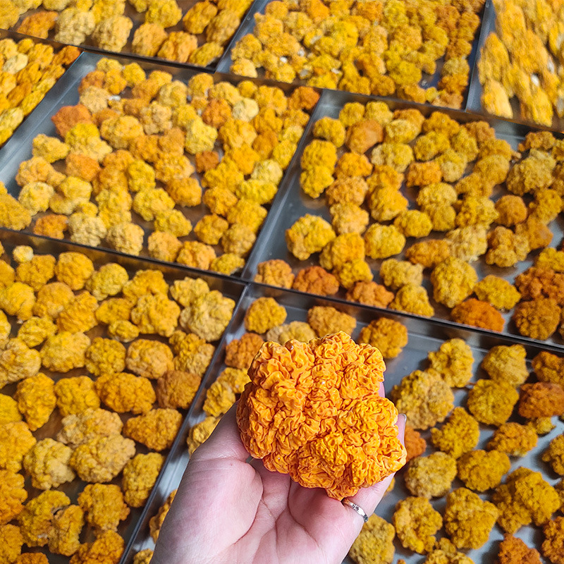 云南特产金耳菌干货黄金耳椴干木耳酒店采购90克批发fd冻干金耳