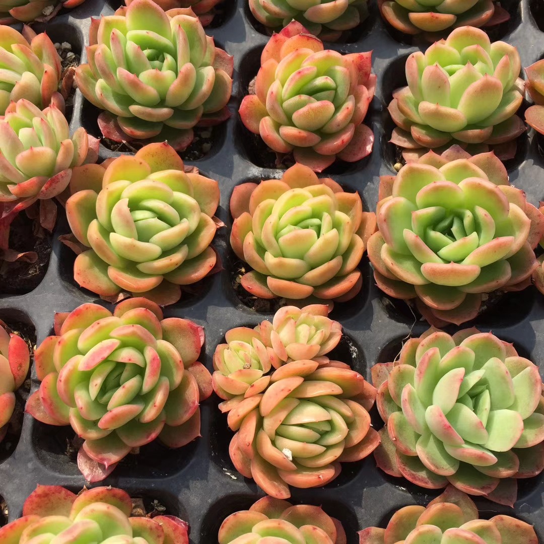 玉杯冬云多肉肉肉韩系新品多肉状态好实拍大棚直销绿植盆栽