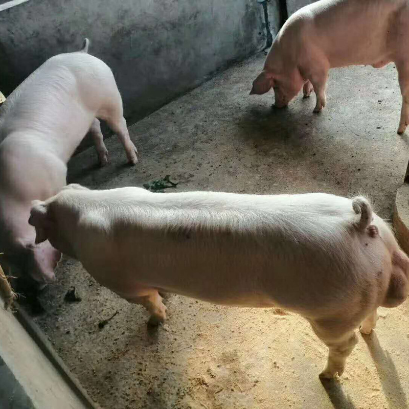 山东仔猪产地直销 长白杜洛克三元 基地养殖猪仔
