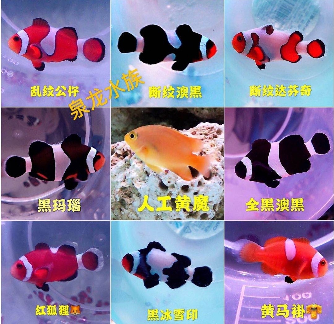 咸水鱼活物宠物活鱼人工小丑鱼黑背心热带观赏鱼公子活体海水鱼