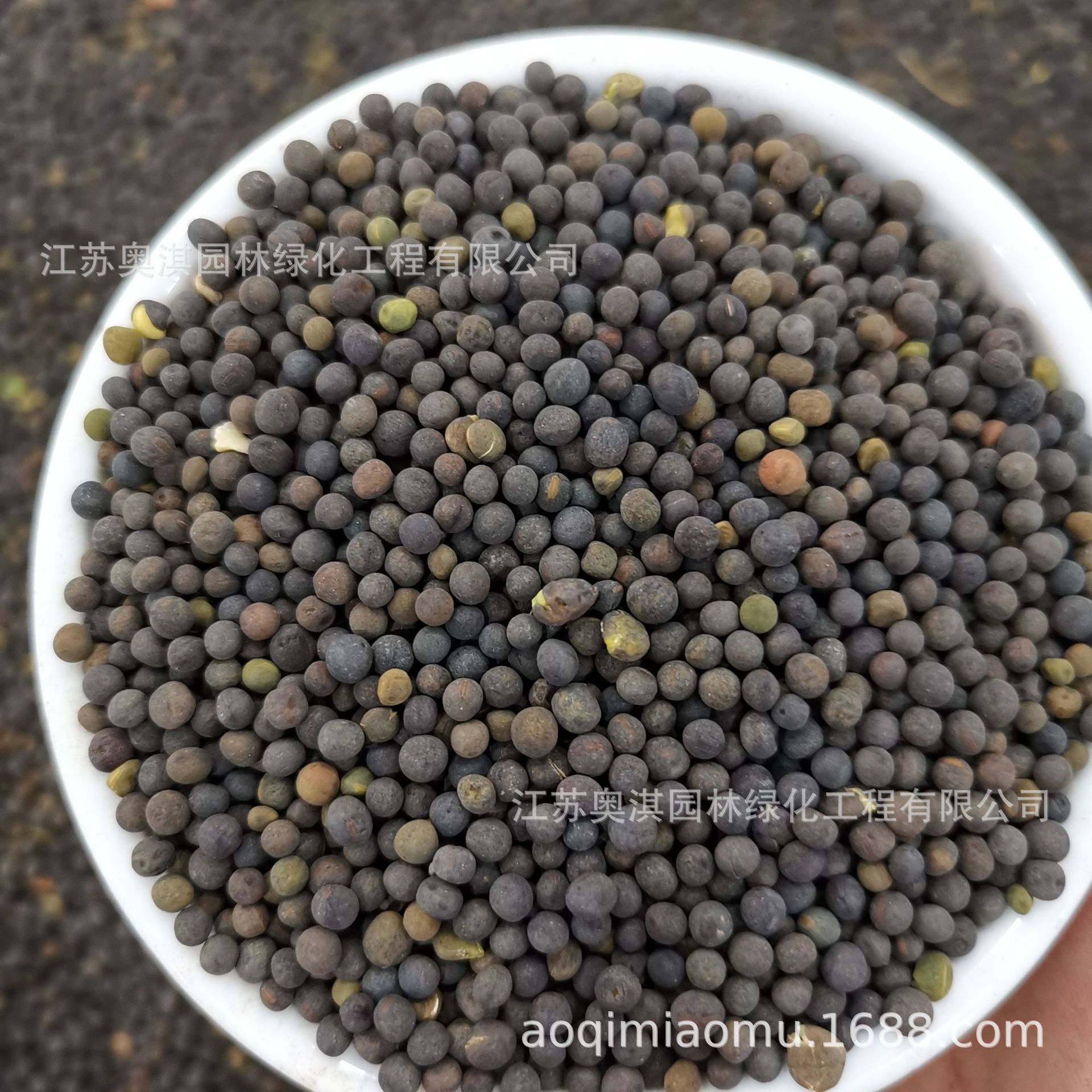 批发牧草种子 光叶紫花苕子种子 蜜源汁多养蜂饲料作物 包发芽