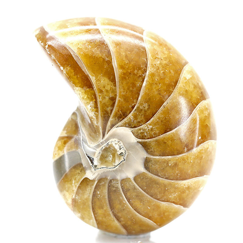 天然马达加斯加产全玉化鹦鹉螺化石矿物地质教学标本收藏饰品