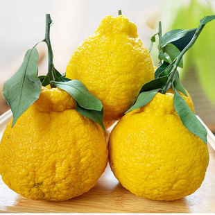 四川丹棱柠檬不知火 现摘丑橘新鲜丑柑橘桔子 产地一件代发