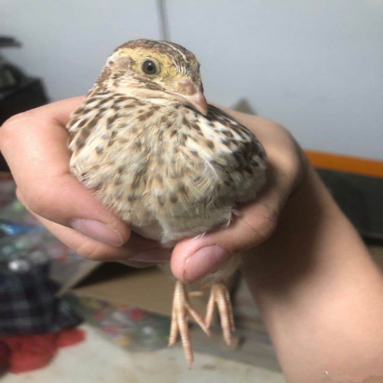 出壳的公鹌鹑苗出售批发 青年鹌鹑多少钱一只 鹌鹑种苗 全国包邮